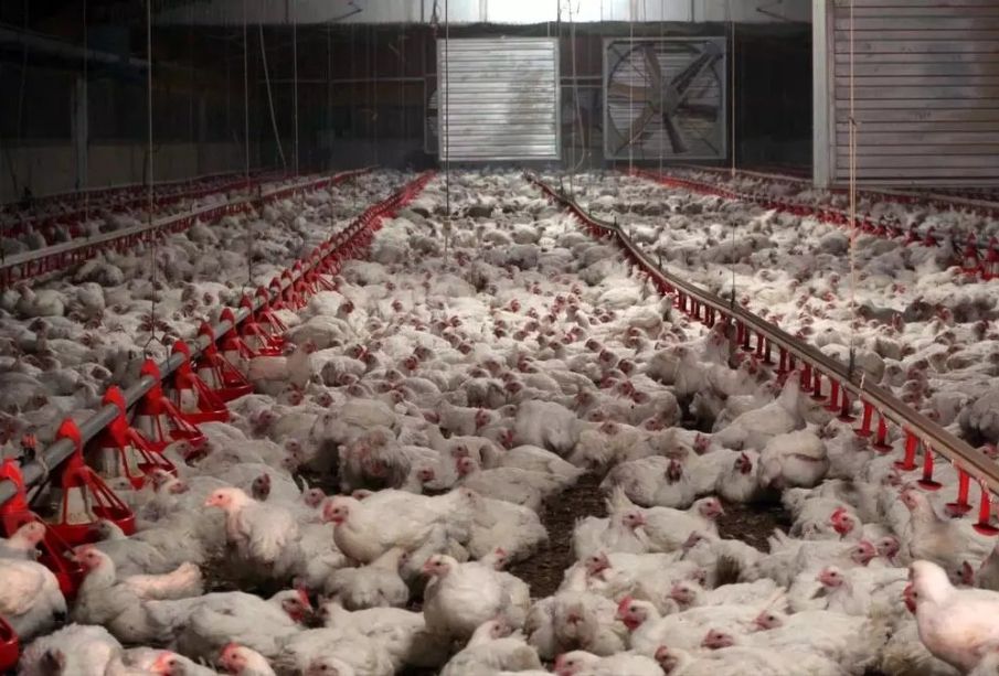 OMS confirma primer caso de gripe aviar en Australia; la paciente es una niña