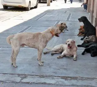 Bahía de Banderas necesita un Centro de Acopio Animal