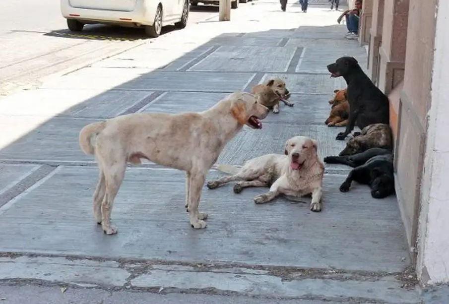 Bahía de Banderas necesita un Centro de Acopio Animal