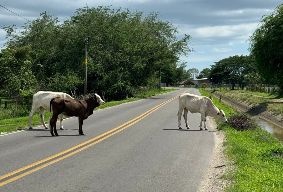 El ayuntamiento de Bahía de Banderas solicita a ganaderos mantener sus animales resguardados