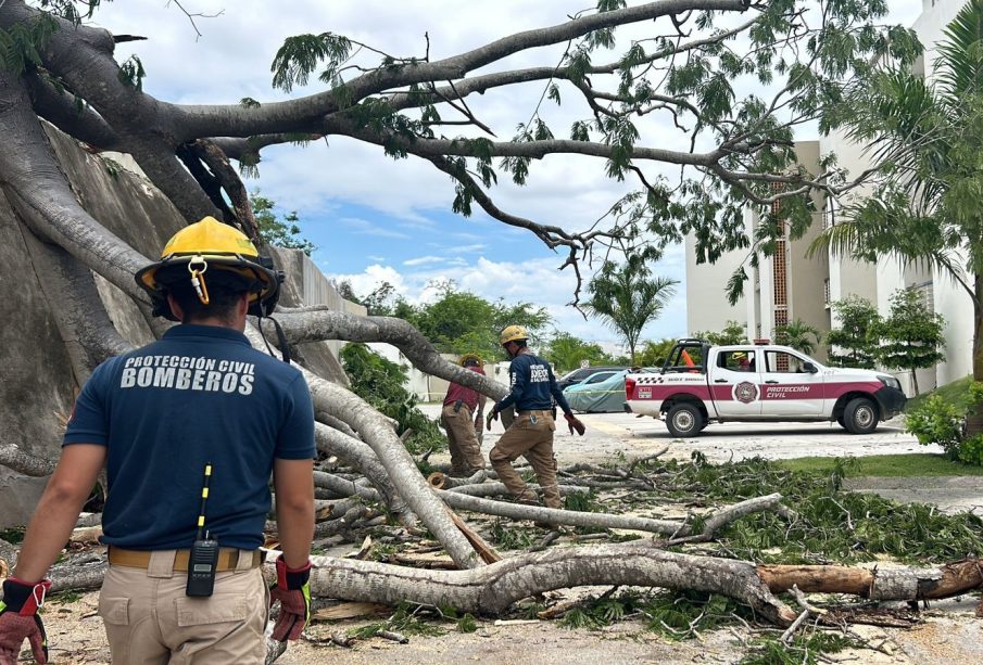 Lluvias solo dejaron ramas de árboles en Bahía de Banderas