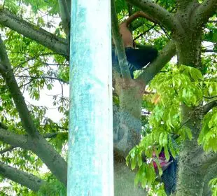 Moderno Tarzán vive en Vallarta entre las ramas de los árboles