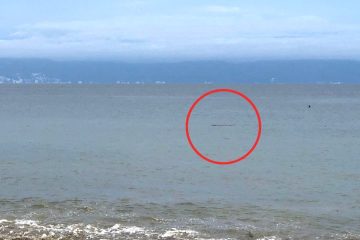 Cocodrilo se pasea por el mar de Bahía de Banderas