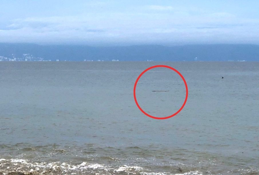 Cocodrilo se pasea por el mar de Bahía de Banderas