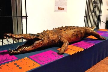 Cocodrilo disecado en museo de Nayarit