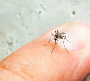 Dengue