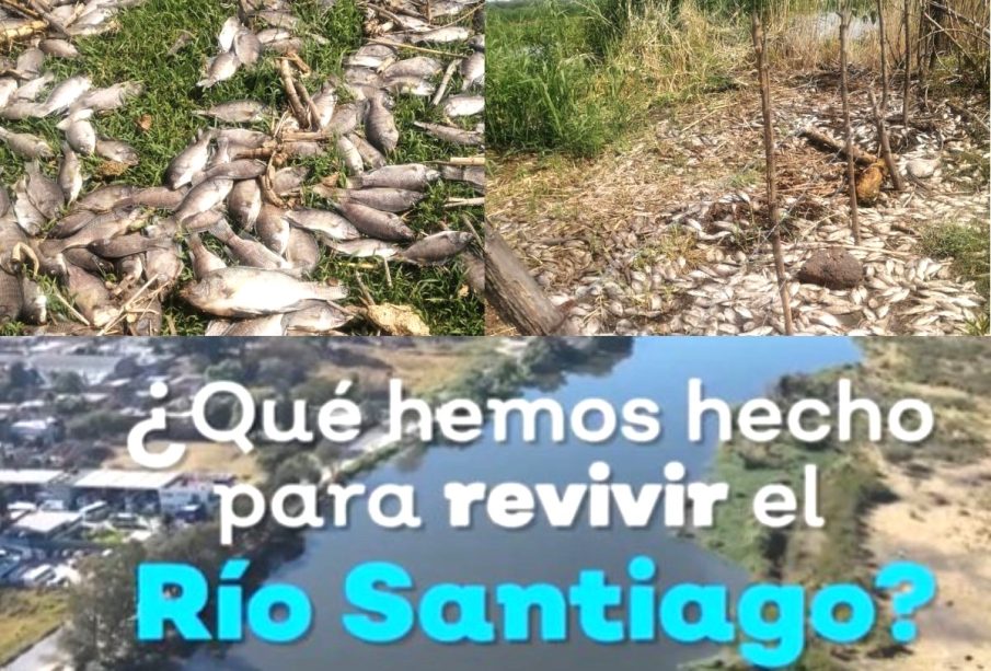 Peces muertos en el Río Santiago