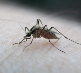 Casos de dengue en Bahía de Banderas llegaron a 400 en junio