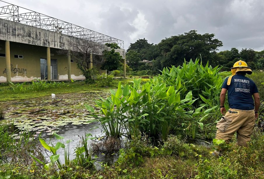 Cocodrilo es detectado en canal de La Peñita de Jaltemba