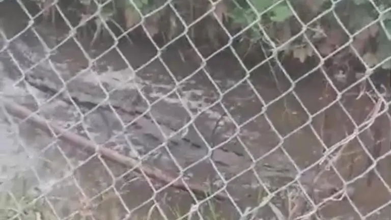 Cocodrilo es detectado en canal de La Peñita de Jaltemba
