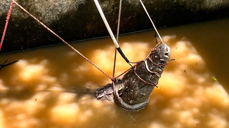 Cocodrilo fue reubicado de Rincón de Guayabitos a San Blas