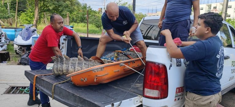 Cocodrilo fue reubicado, deambulaba por Rincón de Guayabitos