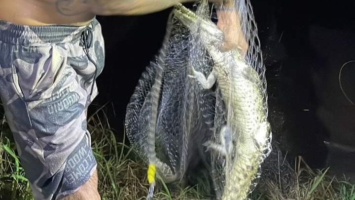 ¡De un tarrayazo! Capturan a pequeño cocodrilo en canal La Misión