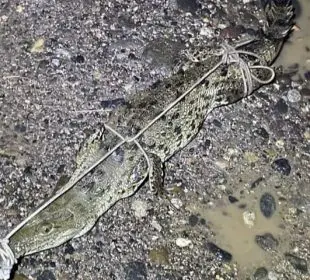 ¡De un tarrayazo! Capturan a pequeño cocodrilo en canal La Misión