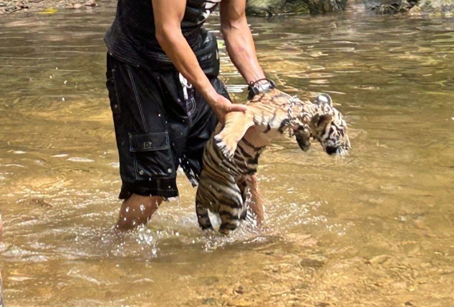 Tigre bebe sorprende en Puerto Vallarta; bañaban en rio Nogalito