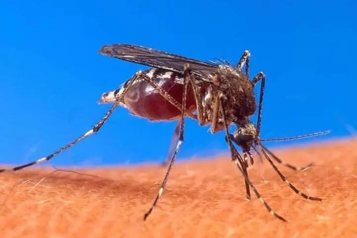 ¡Dengue Explota en Bahía de Banderas! Segundo Lugar en Nayarit