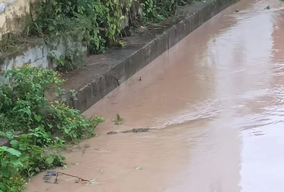 Cocodrilo sorprende a habitantes de Los Portales (Video)