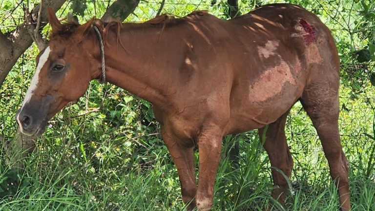 Hombre arrastra a caballo por las calles y huye, Bobadilla (Video)