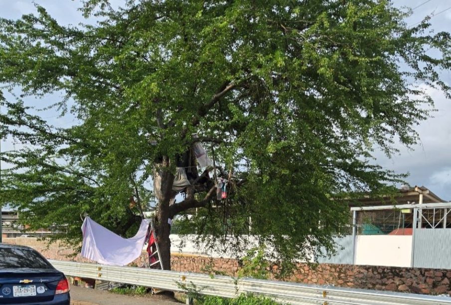 Indigente construye precaria vivienda en árbol en libramiento