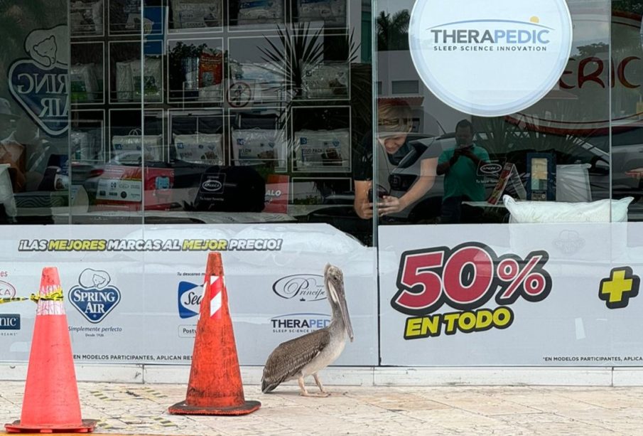 Pelícano causa sorpresa en Plaza Caracol de Puerto Vallarta