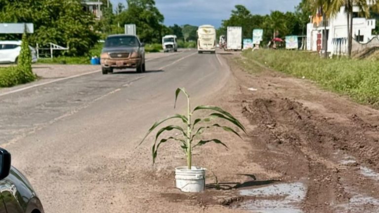 Reparan bache donde vecinos habían sembrado una planta