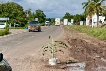 Siembran planta en medio de un bache en la Federal 200