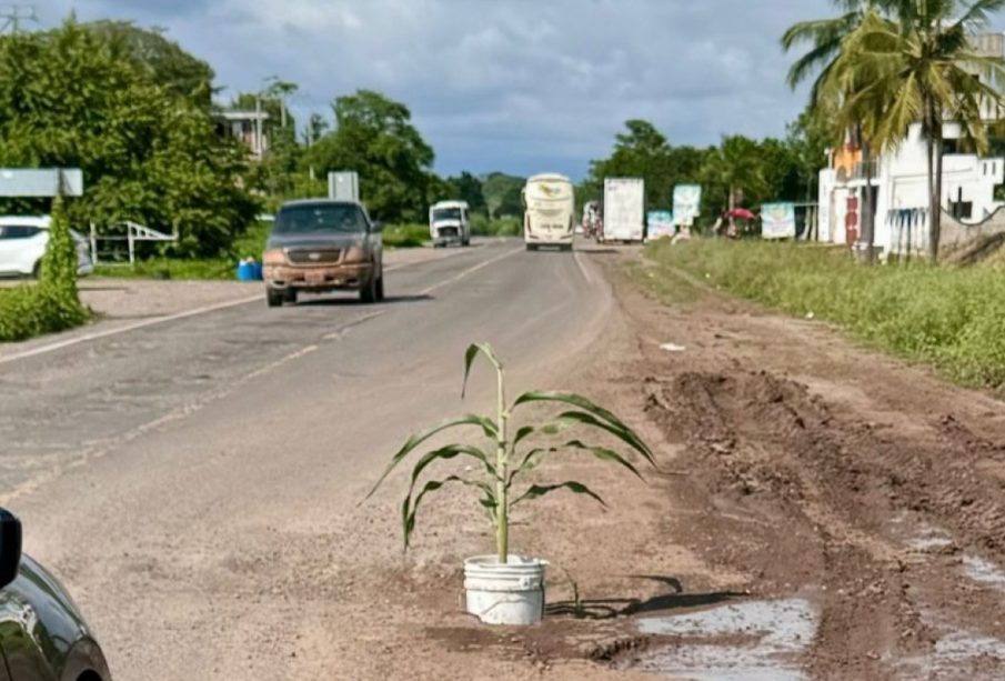 Siembran planta en medio de un bache en la Federal 200