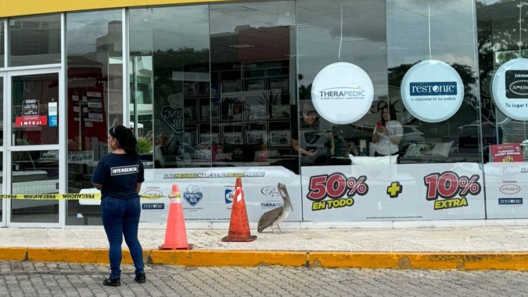 Pelícano causa sorpresa en Plaza Caracol de Puerto Vallarta