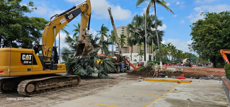 Palmera perdida en Vallarta