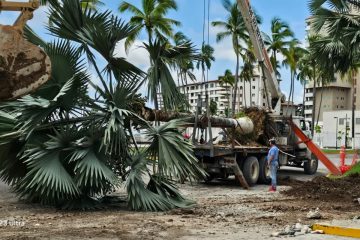 Palmera perdida en Vallarta.