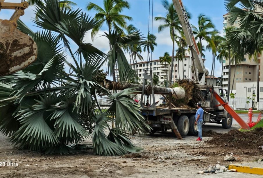 Palmera perdida en Vallarta.