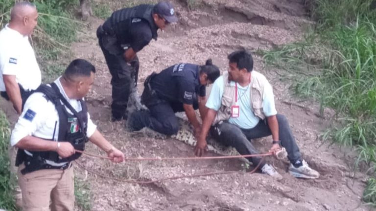 Patrulla Verde asegura y libera cocodrilos en Puerto Vallarta