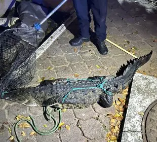 Cocodrilo suelto asusta a residentes de Nuevo Vallarta
