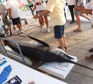 Marlín de 200.200 y atún de 45.400 lideran torneo Pesca (Video)