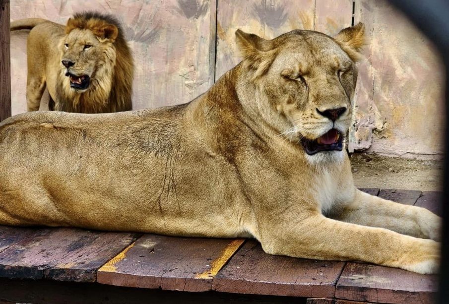 Leona mata a su cuidador en el Parque Safari Altamira, Tamaulipas-