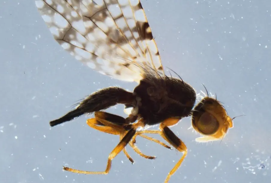 Descubrieron rara plaga en la frontera Calexico-Mexicali