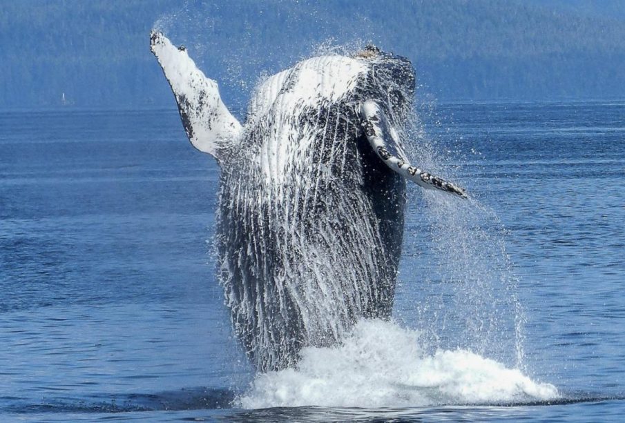 Avistamiento de ballenas finaliza este 23 de marzo