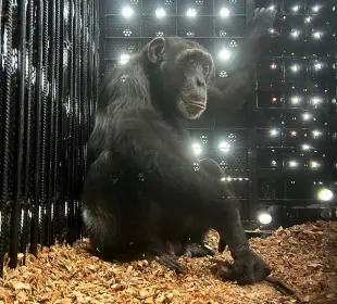 Chimpancé enjaulado, para ser transportado