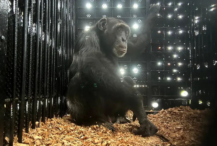 Chimpancé enjaulado, para ser transportado