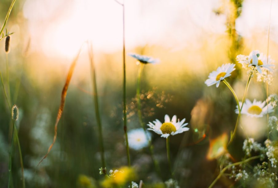 Primavera.