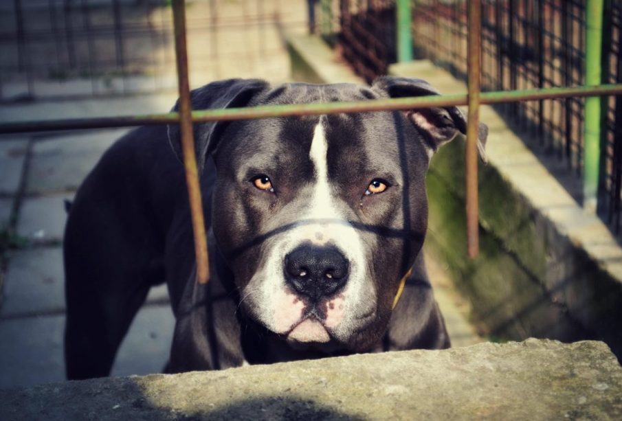 Perro pitbull