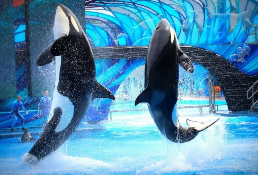 Orcas y delfines enfrentan crisis tras cierre de parque en Francia