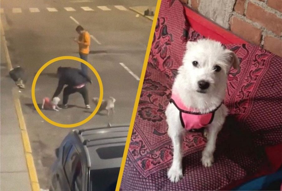 Hombre agrediendo a un perro en Trujillo, Perú