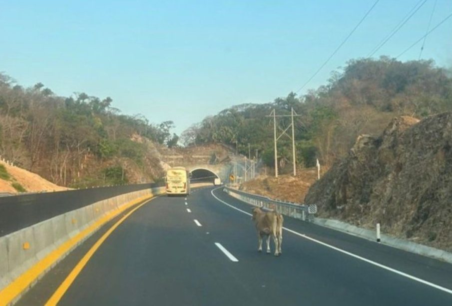 Autopista Jala-Puerto Vallarta: riesgo por animales de pastoreo