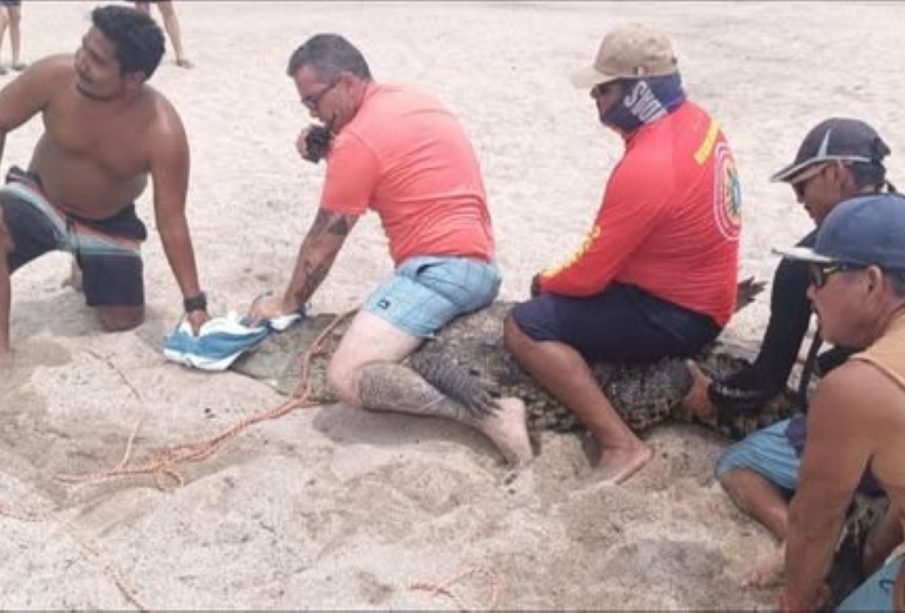 Cocodrilo ejecuta “Giro de la Muerte” en playa Flamingos (Video)