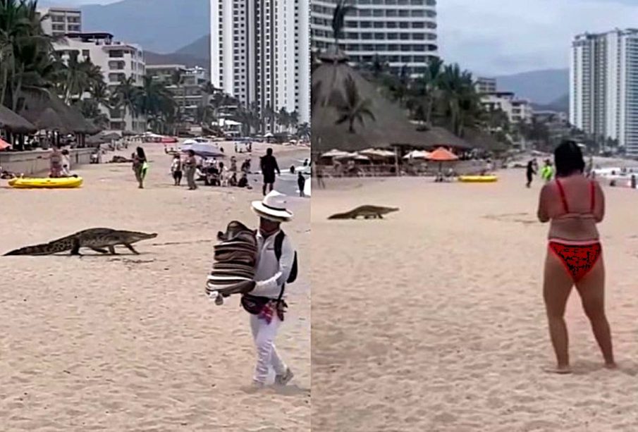 Cocodrilo en playa del Holi