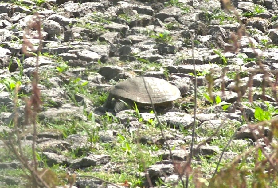 Tortuga "Casquito de Vallarta"