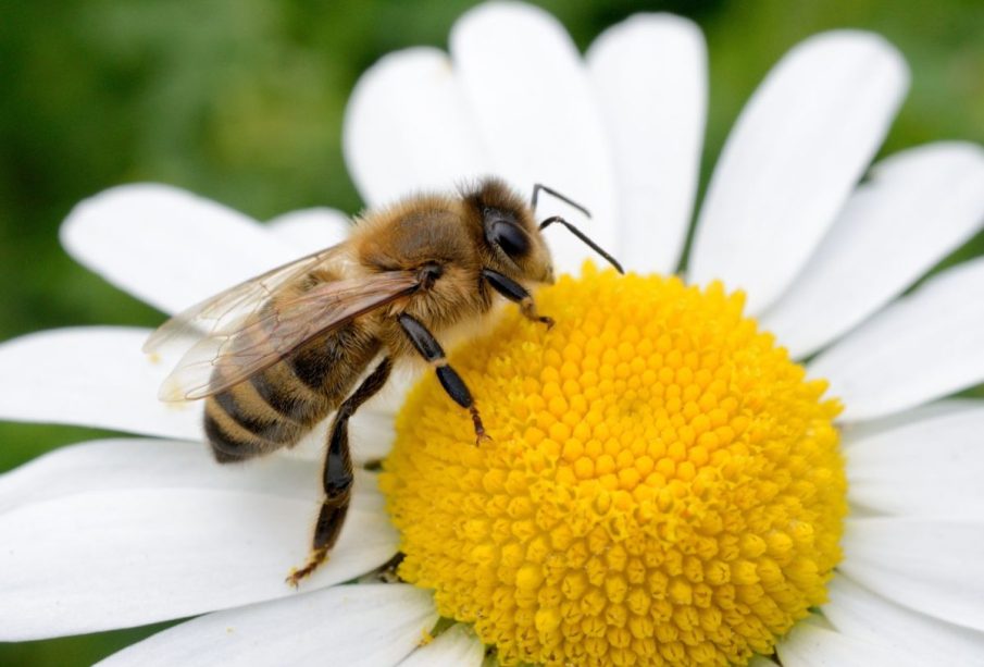 Abeja en una flor