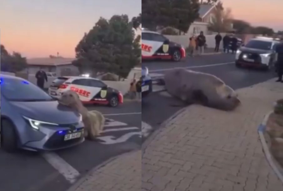 Elefante marino en Sudáfrica