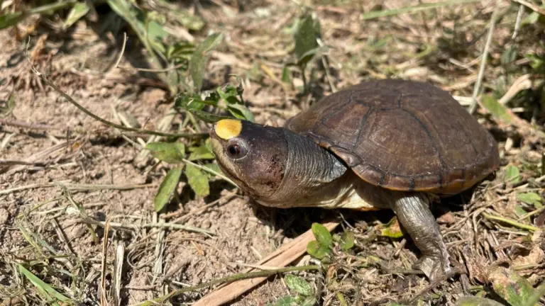 Se seca Laguna del Coapinole; 8 tortugas “casquito de Vallarta” sobreviven